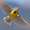 Flying Western Meadowlark Diamond Paintings