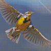 Flying Western Meadowlark Diamond Paintings