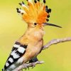 Hoopoe Diamond Paintings