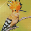 Hoopoe Diamond Paintings