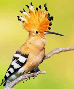 Hoopoe Diamond Paintings