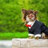 Long Haired Chihuahua Wearing Suit Diamond Paintings