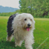 Old English Sheepdog Diamond Paintings