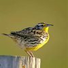 Western Meadowlark Bird Diamond Paintings