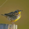 Western Meadowlark Bird Diamond Paintings