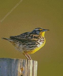 Western Meadowlark Bird Diamond Paintings