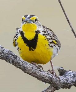 Western Meadowlark On Branch Diamond Paintings