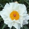 White Peony Diamond Paintings