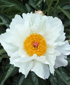 White Peony Diamond Paintings