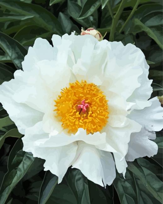 White Peony Diamond Paintings