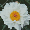 White Peony Diamond Paintings