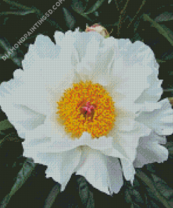 White Peony Diamond Paintings