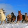 Winter Horses Animals Diamond Paintings