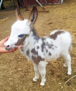 Adorable Mini Donkey Diamond Paintings