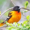 Baltimore Oriole On Tree Diamond Painting