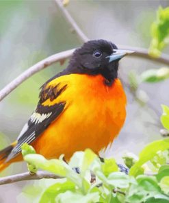 Baltimore Oriole On Tree Diamond Painting