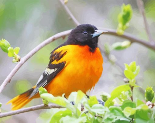 Baltimore Oriole On Tree Diamond Painting