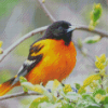 Baltimore Oriole On Tree Diamond Paintings