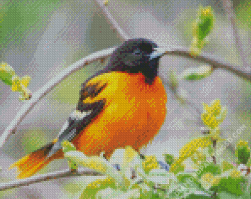 Baltimore Oriole On Tree Diamond Paintings