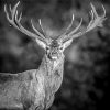 Beautiful Black And White Stag Diamond Paintings