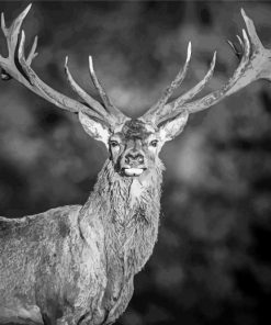 Beautiful Black And White Stag Diamond Paintings