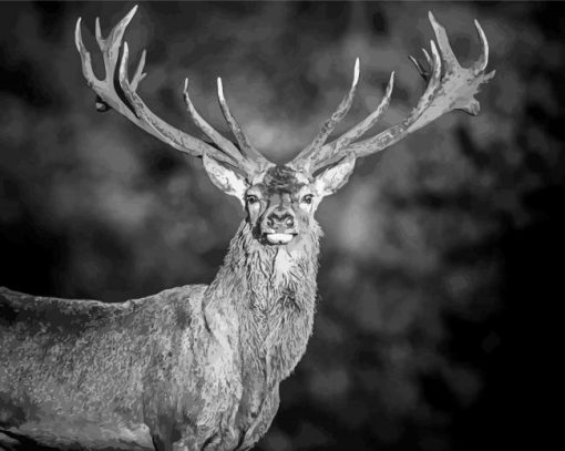 Beautiful Black And White Stag Diamond Paintings