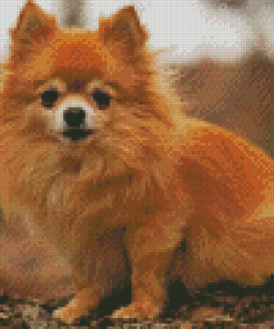 Cute Pomchi Puppy Diamond Paintings