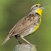 Meadowlark Bird Diamond Paintings