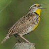 Meadowlark Bird Diamond Paintings