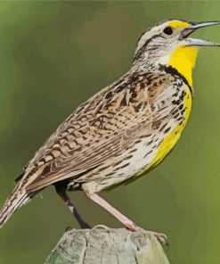 Meadowlark Bird Diamond Paintings