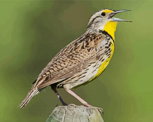 Meadowlark Bird Diamond Paintings