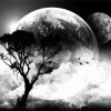 Moon And Trees Black And White Diamond Paintings