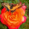 Orange Rose Butterfly Diamond Paintings