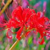 Red Japanese Flowers Diamond Paintings