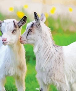 White Baby Goats Diamond Paintings