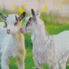 White Baby Goats Diamond Paintings