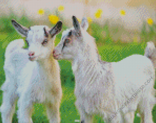 White Baby Goats Diamond Paintings