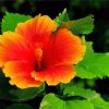 Young Orange Hibiscus Diamond Paintings