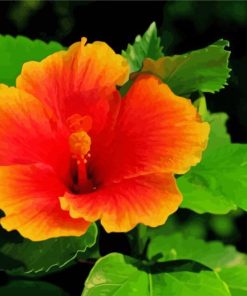 Young Orange Hibiscus Diamond Paintings