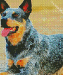 Aesthetic Blue Heeler Dog Diamond Paintings