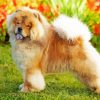 Aesthetic Chow Chow Diamond Paintings