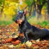 Aesthetic Doberman Pinscher Diamond Paintings