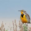 Beautiful Western Meadowlark Diamond Paintings