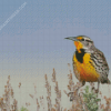 Beautiful Western Meadowlark Diamond Paintings