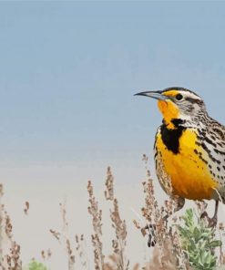 Beautiful Western Meadowlark Diamond Paintings