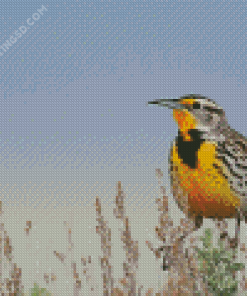 Beautiful Western Meadowlark Diamond Paintings