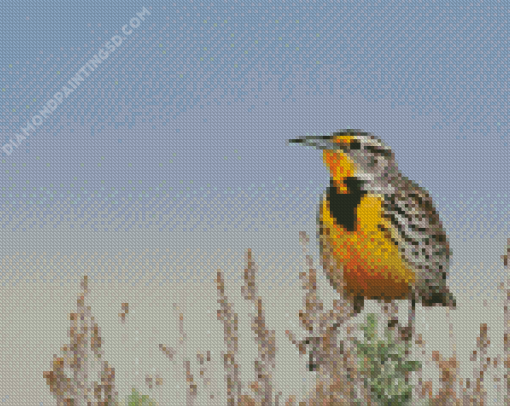 Beautiful Western Meadowlark Diamond Paintings