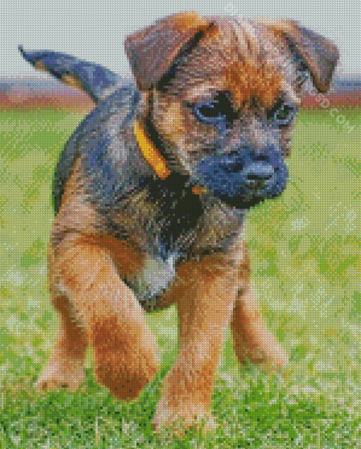 Border Terrier Puppy Dog Diamond Paintings