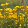 Buttercup Field Diamond Paintings