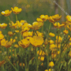 Buttercup Field Diamond Paintings